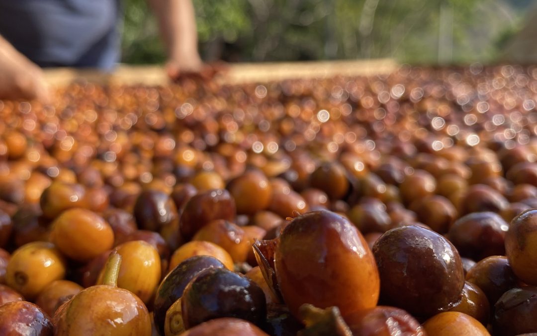 LA FERMENTACIÓN DEL CAFÉ