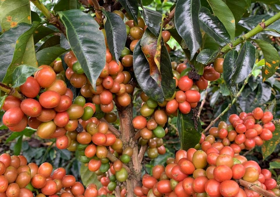 Variedad Pink Bourbon